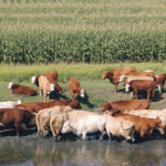 Statistics Canada found that beef cow numbers dropped 1.7 percent from last year and now total 3.7 million head. | Jeannette Greaves photo