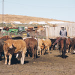 The need for people to work in meat processing plants has received much attention, but officials say there is also a great demand in other parts of the beef industry as well. | File photo