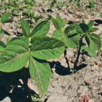 Western Canadian soybeans face the challenges of a short growing season and the potential for severe moisture stress. | File photo