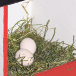 Gathering eggs provided a chance to explore the barnyard, often three or four times a day. | Alma Barkman photo