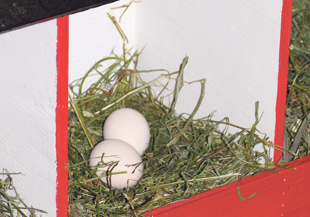 Gathering eggs provided a chance to explore the barnyard, often three or four times a day.  |  Alma Barkman photo
