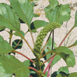 Palmer amaranth can grow five to seven centimetres a day, and a single plant can produce a million seeds. | File photo