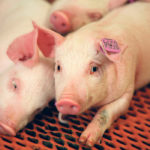 ASF has long been endemic in sub-Saharan Africa and has been present in parts of Europe for decades. It is harmless to humans, but is deadly and highly contagious for pigs, wiping out entire herds while threatening food security and causing devastating economic losses. | File photo