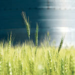 Comfortable supplies in the last year have sent wheat prices sliding, but late crops in Canada and the United States face an autumn that might be cooler than normal, raising the risk of frost damage. | REUTERS/Dan Koeck photo