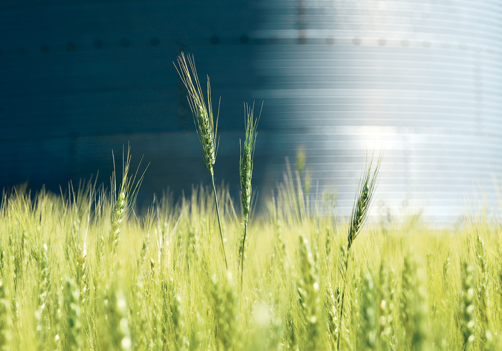 Comfortable supplies in the last year have sent wheat prices sliding, but late crops in Canada and the United States face an autumn that might be cooler than normal, raising the risk of frost damage.  |   REUTERS/Dan Koeck photo
