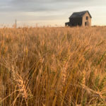 In Alberta and Saskatchewan, as well as parts of Manitoba, cereals and oilseeds are behind in maturity, largely due to late germination or cooler temperatures in mid-summer. | Paul Yanko photo