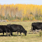 Blackleg is caused by a soil-borne pathogen called clostridium chauvoei, which is ingested by cattle when they graze. Spring, when grass is short, and fall, when the tastiest grass can also be short or scarce, are the most common times for a blackleg occurrence. | File photo