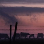 In February, more than 300 head were seized from a farm near Stoughton. Later that same month, 131 animals were removed from a Lampman operation where 16 other animals were found dead. | File photo