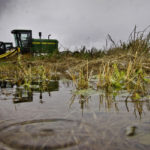 What's really needed in the southwestern part of the province is a week of warm, dry weather so that crops like corn, soybeans and canola can reach maturity and be harvested, said Lionel Kaskiw, Manitoba Agriculture's crop production adviser in Souris, Man. | File photo