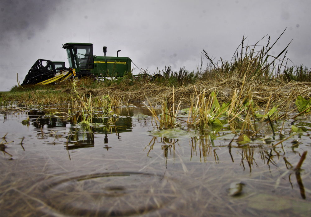 What's really needed in the southwestern part of the province is a week of warm, dry weather so that crops like corn, soybeans and canola can reach maturity and be harvested, said Lionel Kaskiw, Manitoba Agriculture's crop production adviser in Souris, Man. | File photo