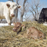 A recent study found that the average mortality from birth to 24 hours in calves from cows averaged 2.1 percent and in calves from heifers averaged 3.6 percent. | File photo