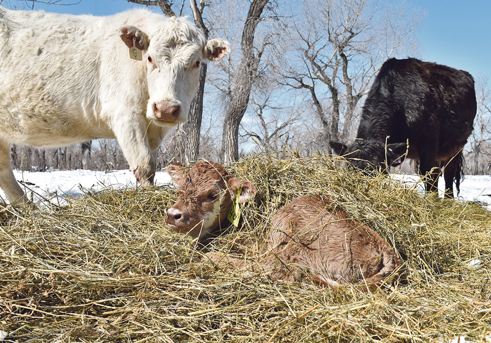 A recent study found that the average mortality from birth to 24 hours in calves from cows averaged 2.1 percent and in calves from heifers averaged 3.6 percent.  |  File photo