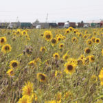Fields of sunflowers, clover and oats have been planted near the Deltaport Highway on the way to the Port of Vancouver. The landowner will keep the land under cover for four to six years as part of an agreement with the Delta Farmland and Wildlife Trust. The land is beside a blueberry orchard, and it is hoped insects in the cover crop can help pollinate the fruit trees. | Barbara Duckworth photo