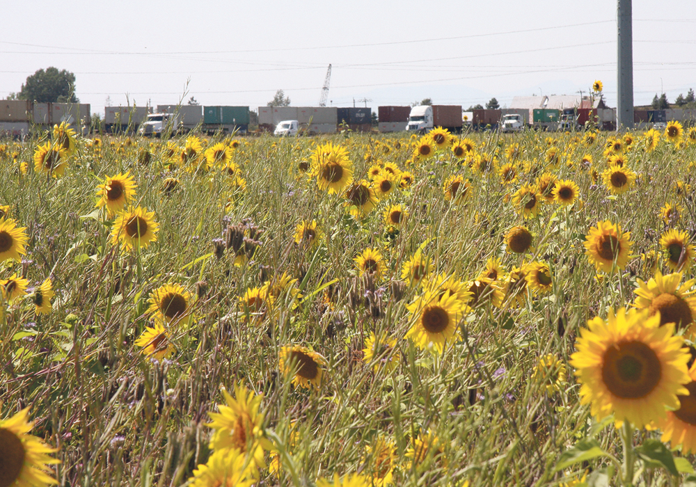 Fields of sunflowers, clover and oats have been planted near the Deltaport Highway on the way to the Port of Vancouver. The landowner will keep the land under cover for four to six years as part of an agreement with the Delta Farmland and Wildlife Trust. The land is beside a blueberry orchard, and it is hoped insects in the cover crop can help pollinate the fruit trees.  |  Barbara Duckworth photo