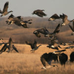 Certain bird species depend entirely on grasslands of the northern great plains and many are in serious state of severe decline, said Tim Sopuck, head of Manitoba Habitat Heritage Corp., which is working on 400,000 acres in co-operation with producers. | File photo