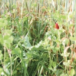 Clearwater County’s agriculture services planted a cover crop mixture of barley, kale and crimson clover to assess how these crops might benefit the soil in west-central Alberta. | Barbara Duckworth photo