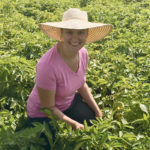 Jennifer Wilson, a PhD candidate at Cornell University, is studying how aphids spread disease. | USDA/Agricultural Research Service photo