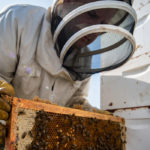 Studies have found that imported queens may have been exposed to fluctuating temperatures or attended to by diseased bees. | Richard Ozero photo