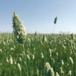 Farmers will often appear to have few stocks until the price rises. | Michael Raine photo