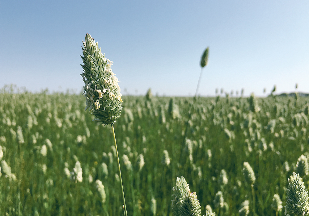 Farmers will often appear to have few stocks until the price rises.  |  Michael Raine photo