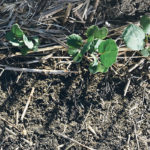 Little plants and long shadows on dry soil. Canola on the Raine farm near Wilcox, Sask., took nearly three weeks to emerge and faced patchy germination due to cold, dry soils. | Michael Raine photo