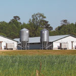 None of Manitoba’s main political parties is threatening to reimpose the infamous hog barn moratorium.
| File photo