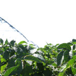 Potatoes under irrigation are the focus of a new study by Lethbridge College and the Potato Growers of Alberta.
| File photo