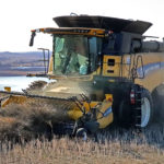 Statscan said there was a decline of 1 million tonnes in canola shipments to China year over year. | Robin Booker photo