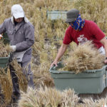 The issue of seed royalties has created a divisive furrow across the prairie landscape with some groups and individuals aggressively promoting the collection of additional seed royalties and others voicing strong opposition to the idea.| William DeKay photo