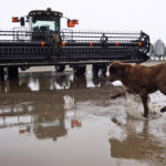 The harvest of some field crops throughout much of the province had been close or on pace until rains caused delays. Throughout much of Manitoba 10 to 25 millimeters was received, with the southwest getting 40 to 45 mm. | File photo