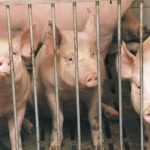 As of Sept. 10, 74 Manitoba hog production facilities have been discovered positive for porcine epidemic diarrhea virus this year as a widespread outbreak that began in May continues to knock down new barns. | File photo
