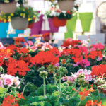 High energy costs, staff shortages, labour costs and imported products from the United States and other provinces help create a stressful business environment for the greenhouse industry. | File photo