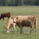 American researchers say there are benefits to taking cattle off pasture in early September. | File photo