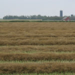 Saskatchewan harvest operations ground to a halt earlier this week following widespread rain that delivered precipitation in amounts ranging from half an inch or more in central and northern grain growing areas to two inches or more in the province's southern grain growing areas. | File photo