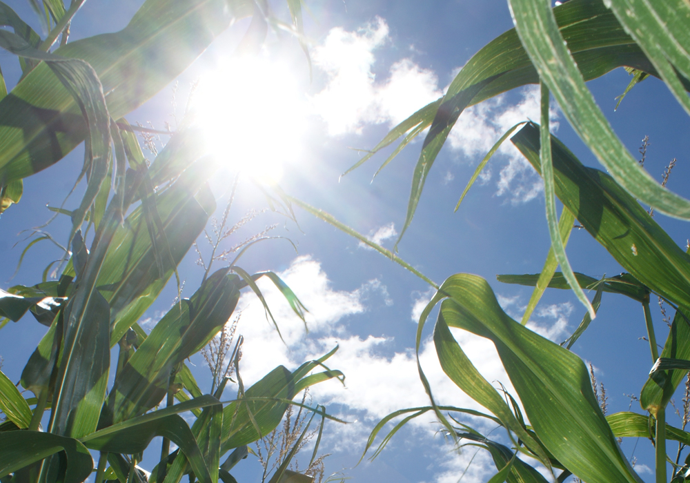 The support is needed because dugouts and water supplies, especially in Manitoba's Interlake and Parkland regions, have been inadequate for months. Precipitation in late August and early September barely made a difference. | File photo