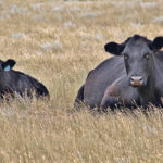 Adequate protein and energy are key to keeping cows healthy, which producers must keep in mind when considering alternative feed this year. | Paula Larson photo