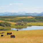 Drought management is needed before disaster strikes, said John McKinnon, professor emeritus from the University of Saskatchewan and head of JJM Nutrition Services. | File photo