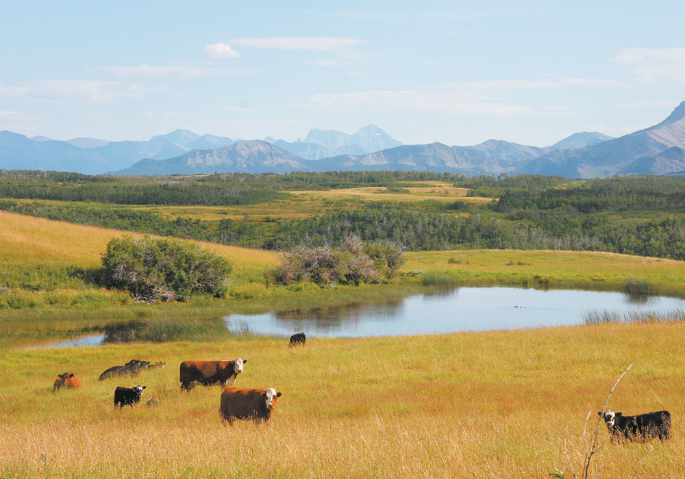Drought management is needed before disaster strikes, said John McKinnon, professor emeritus from the University of Saskatchewan and head of JJM Nutrition Services. | File photo