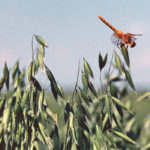 The goal of ongoing oat research is to produce new cultivars that have improved end-use qualities and offer improved genetic resistance to major diseases, pests and adverse environmental conditions. | File photo