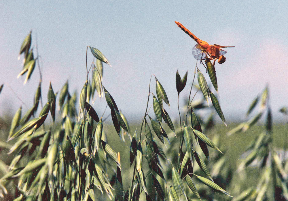 The goal of ongoing oat research is to produce new cultivars that have improved end-use qualities and offer improved genetic resistance to major diseases, pests and adverse environmental conditions.  |  File photo