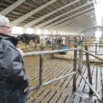 Kjartan Poulsen keeps a close eye on his cows. | Submitted photo