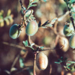 Agriculture Canada is currently forecasting a 260,000 tonne chickpea crop this year. | File photo