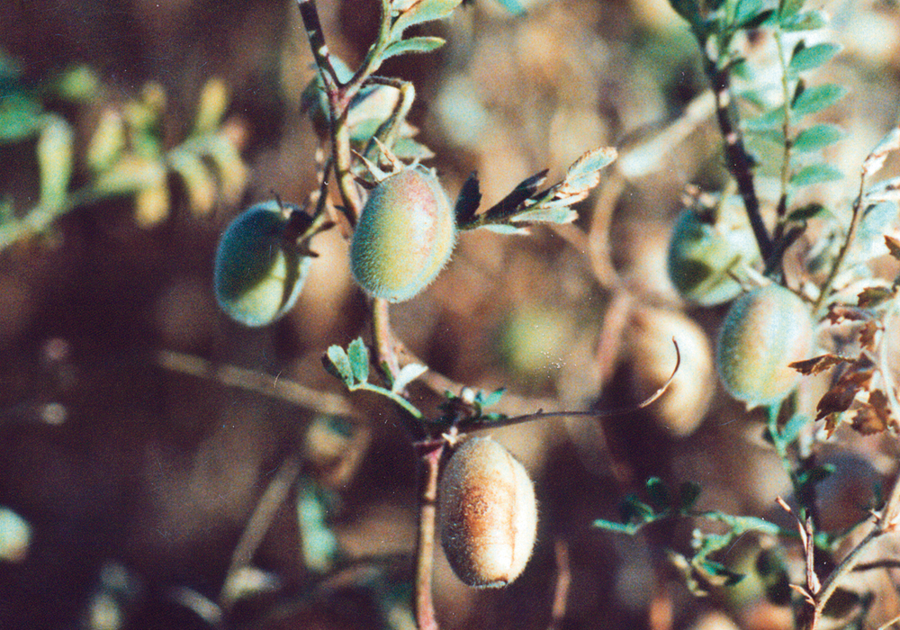 Agriculture Canada is currently forecasting a 260,000 tonne chickpea crop this year.  |  File photo