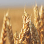 Seed moisture must be less than 30 percent when pre-harvest glyphosate is applied. | File photo