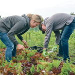 Andrea Forstbauer of Grey Arrow Farm cuts greens with a participant during the Forage on the Farm event. | Jeremy Simes photo