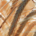 The Saskatchewan Barley Development Commission argues that western Canadian farmers appear to be largely unaware that the changes being proposed to breeding programs could have a significant economic impact on their businesses. | File photo