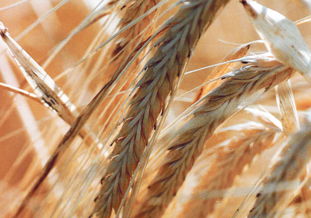 The Saskatchewan Barley Development Commission argues that western Canadian farmers appear to be largely unaware that the changes being proposed to breeding programs could have a significant economic impact on their businesses.  |  File photo