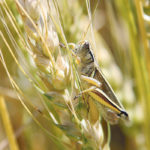 Dry weather in Western Australia doesn’t bode well for the state’s wheat harvest. | File photo