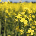 A slowdown in palm and coconut oil production and an expected decline in global oilseed production, which will in turn curtail oilseed crushings, is supporting canola prices. | REUTERS/Todd Korol photo