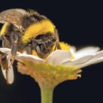 Using a system called bee vectoring, the insects will deliver a fungus called Clonostachys rosea to prevent disease in a wide variety of crops. | Getty photo